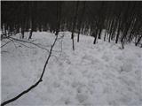 4. stopnja nevarnosti snežnih plazov - prikaz plazov dne 7.3.09 Plazovi v gozdu nad Učjo
